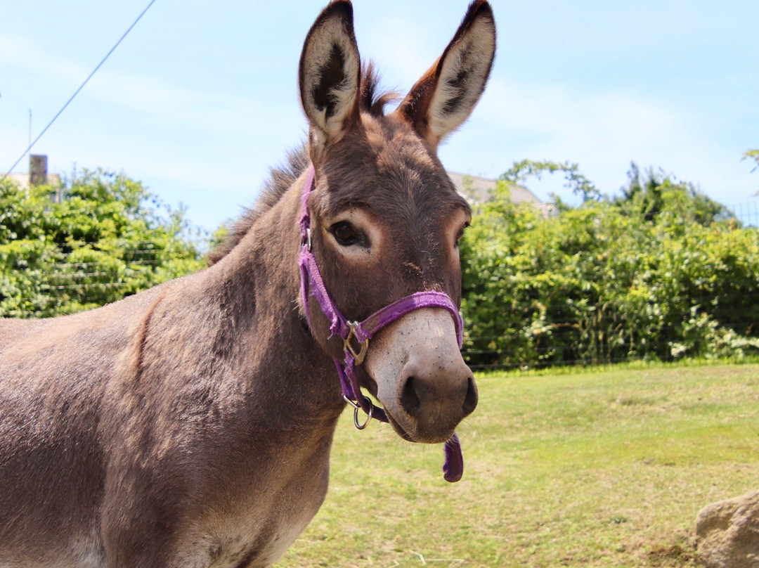 Abrams Animal Farm-新肖勒姆必去景点