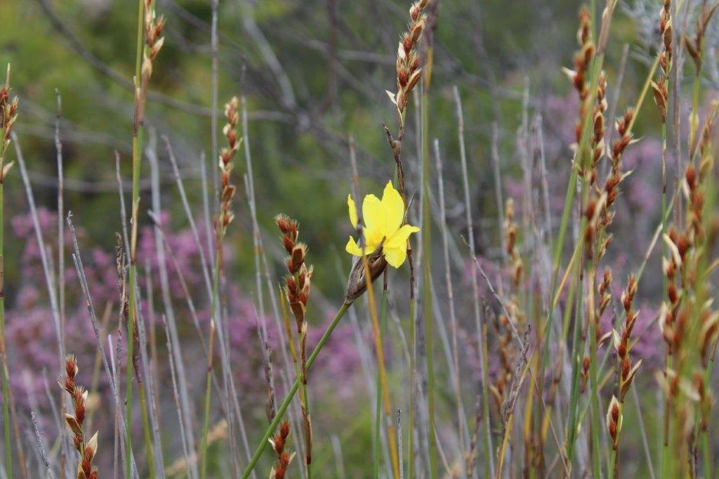 Ingwe Forest Adventures-普利登堡湾必去景点