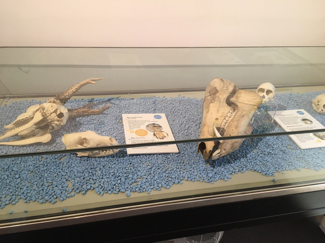 Portsmouth Natural History Museum-普兹茅斯必去景点