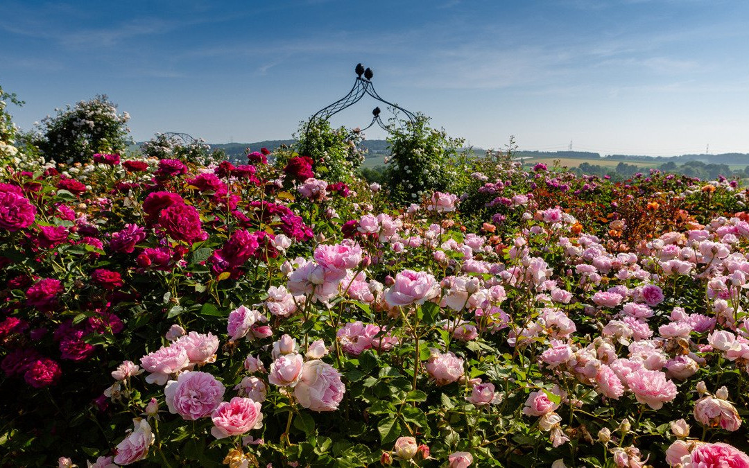 RosenPark Dräger-Bad Nauheim必去景点