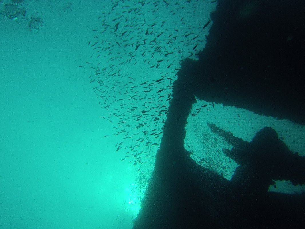 Monkey Dives Perhentian景点图片