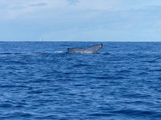 ATAO Taxi Boat-努美阿必去景点