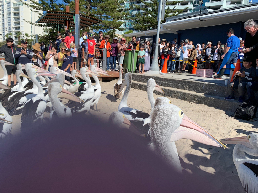 Pelican Feeding景点图片