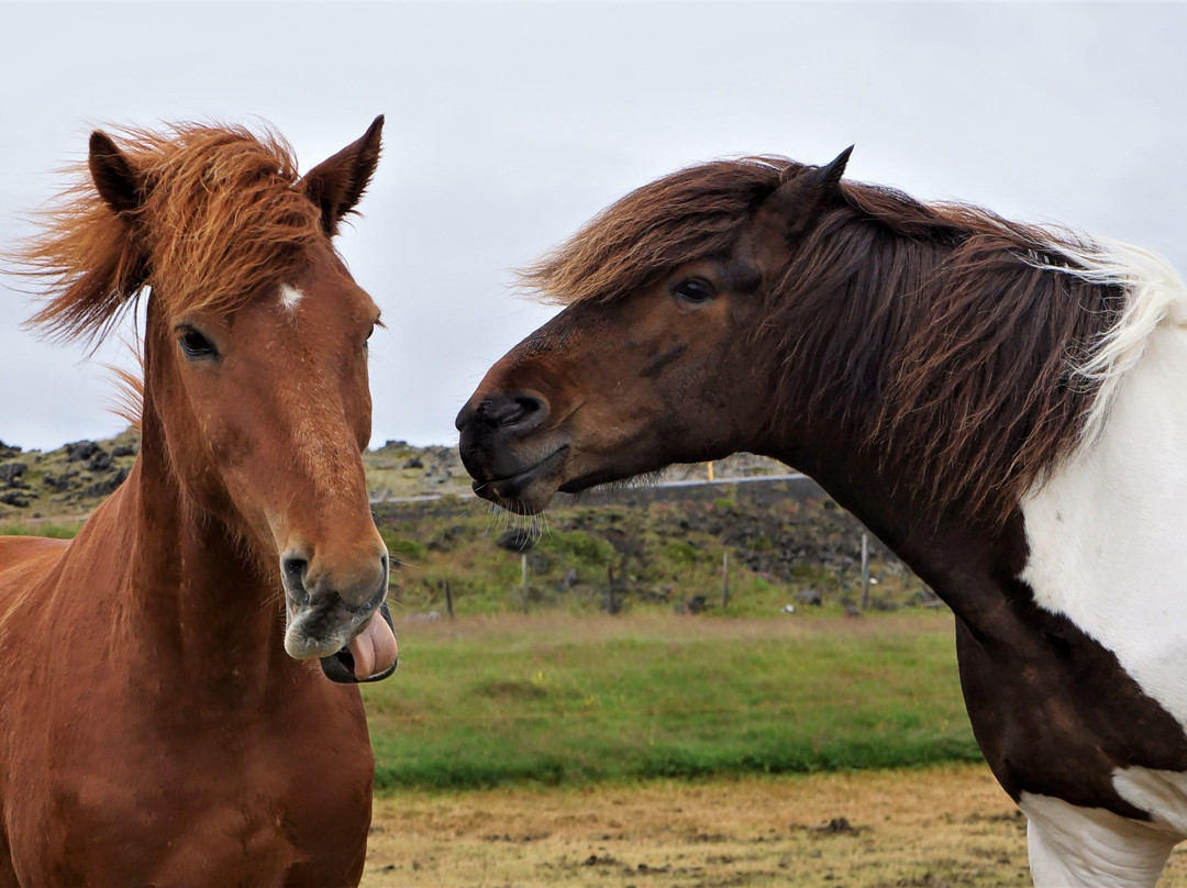 Discovery 4 you tours-雷克雅未克必去景点