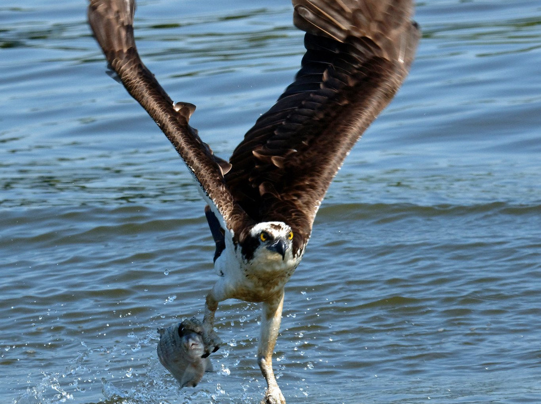 Discover the James Bald Eagle Tours-里士满必去景点