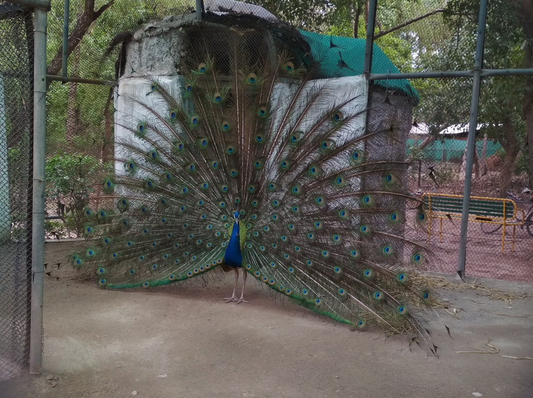 ChhattBir Zoo-Panchkula必去景点