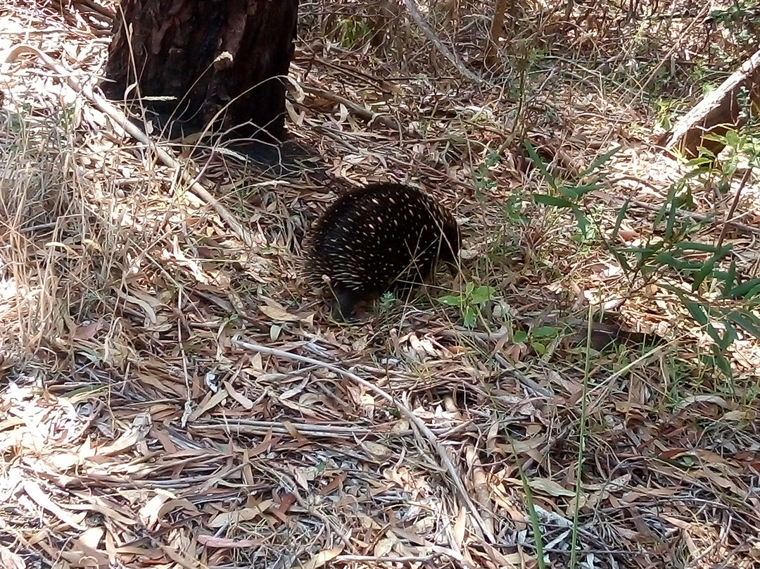 Lakes Bushland Caravan & Tourist Park