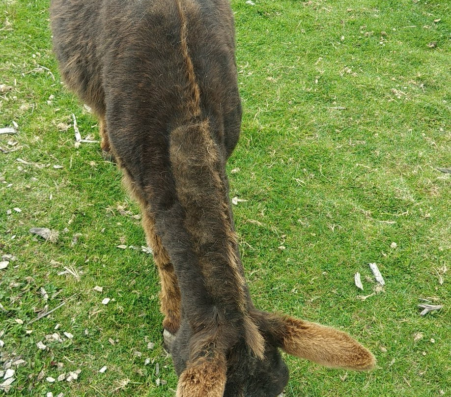 Island Farm Donkey Sanctuary景点图片