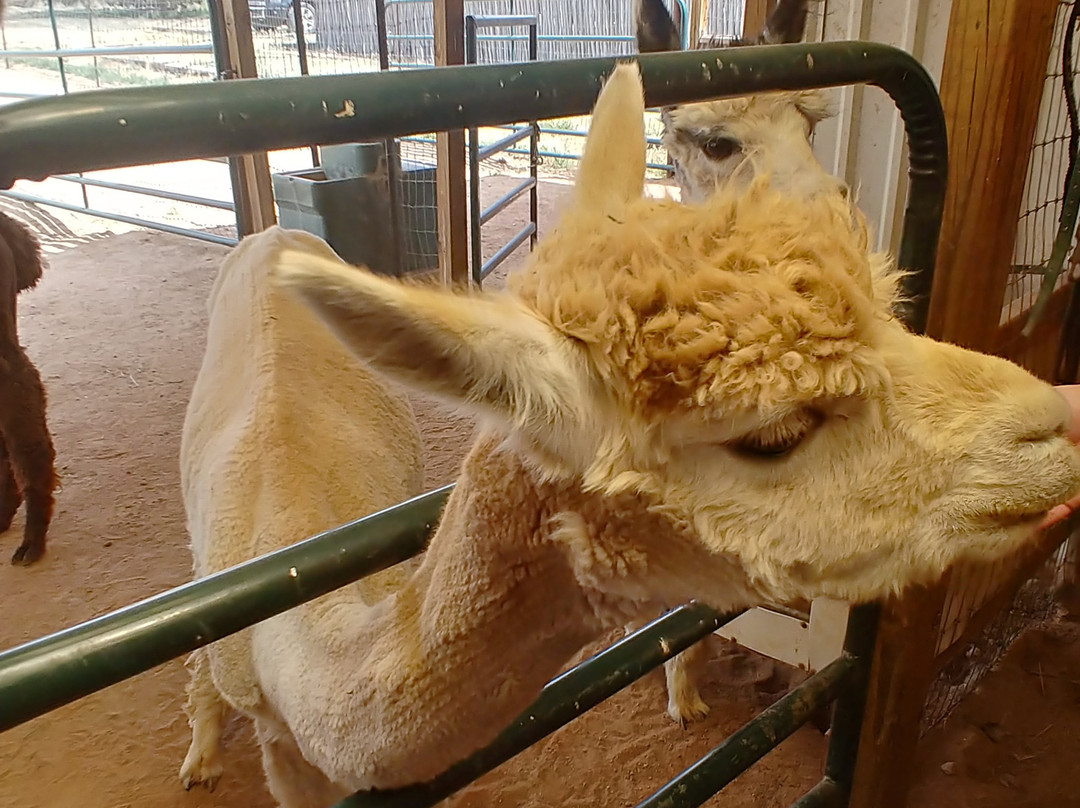Blue Mesa Alpacas-圣菲必去景点