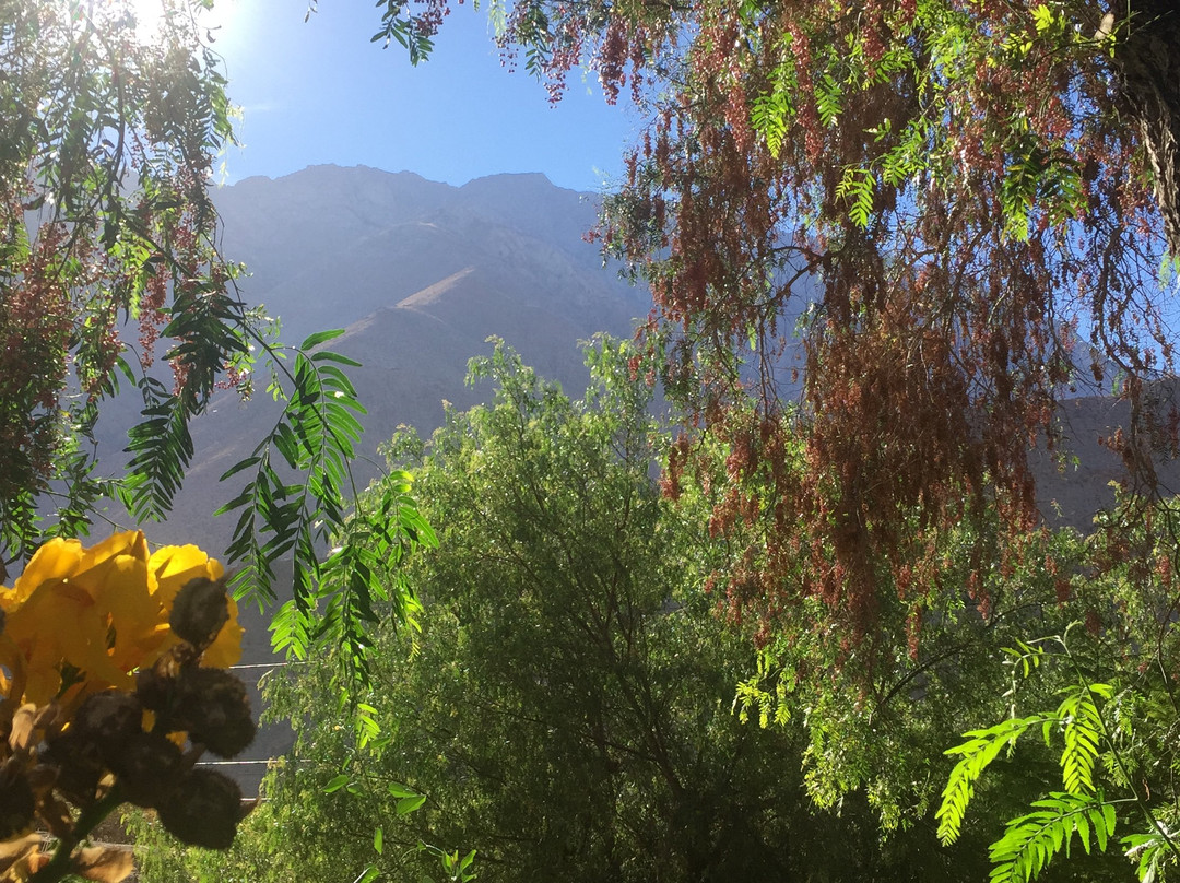 El Galpon Pisco Elqui主图