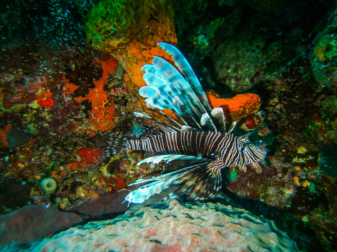 Las Galeras Divers-Las Galeras必去景点