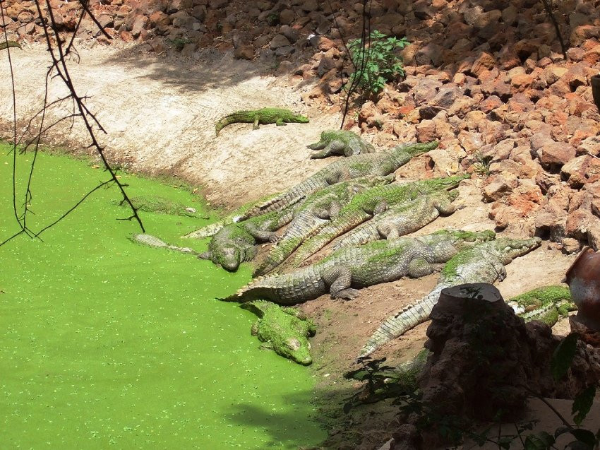 Katchikally Crocodile Pool景点图片