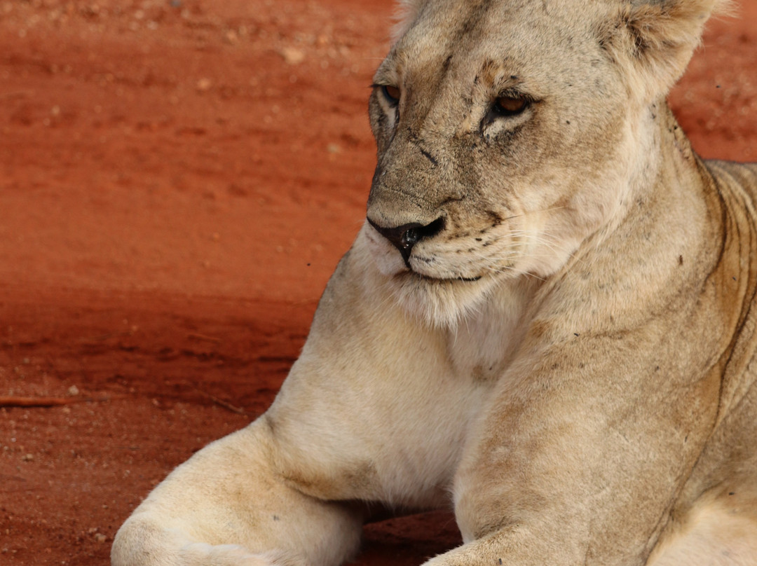 Jorim Tours And Safaris Day Tours-蒙巴萨必去景点