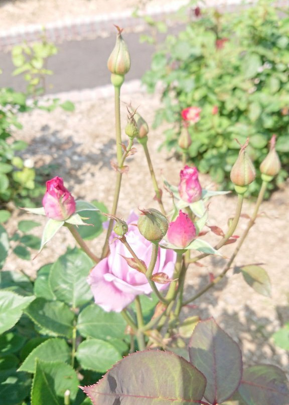 Haboro Rose Garden-羽幌町必去景点