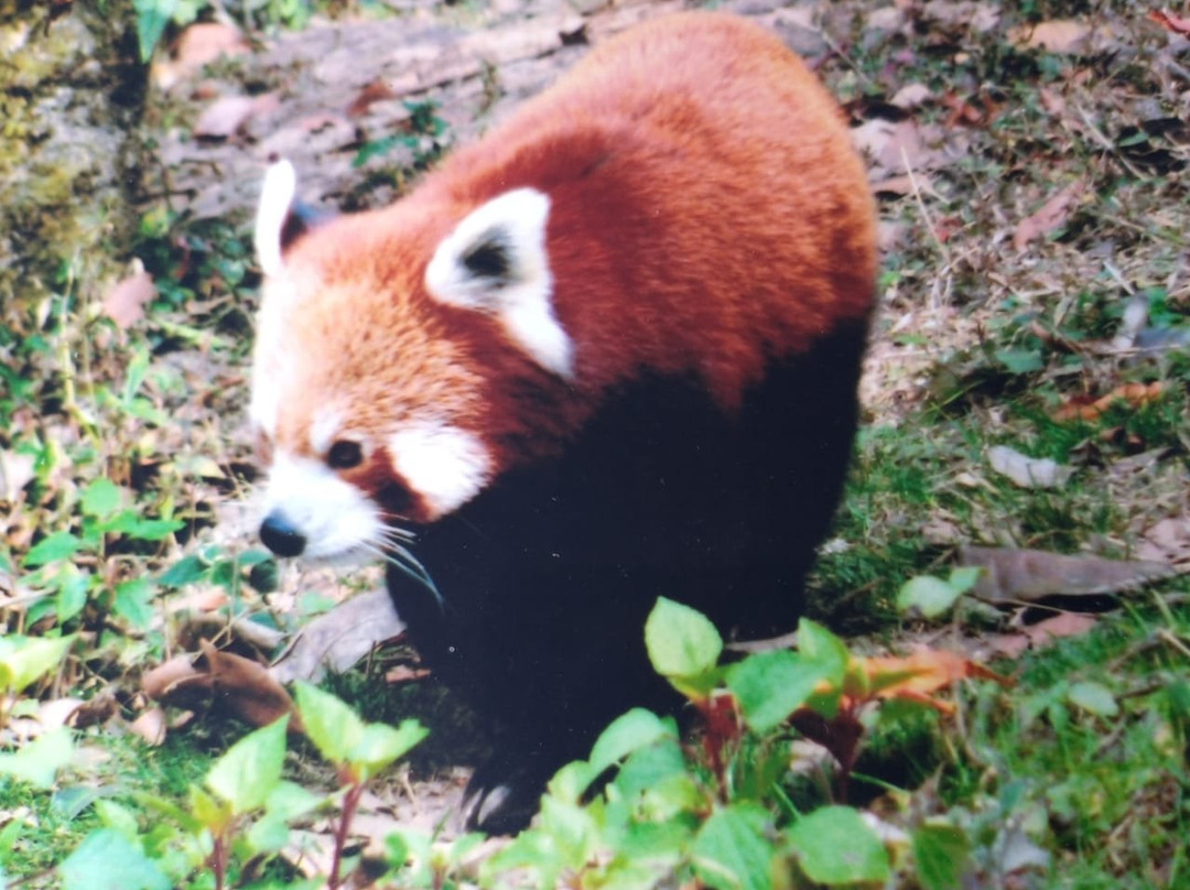 Himalayan Zoological Park-甘托克必去景点