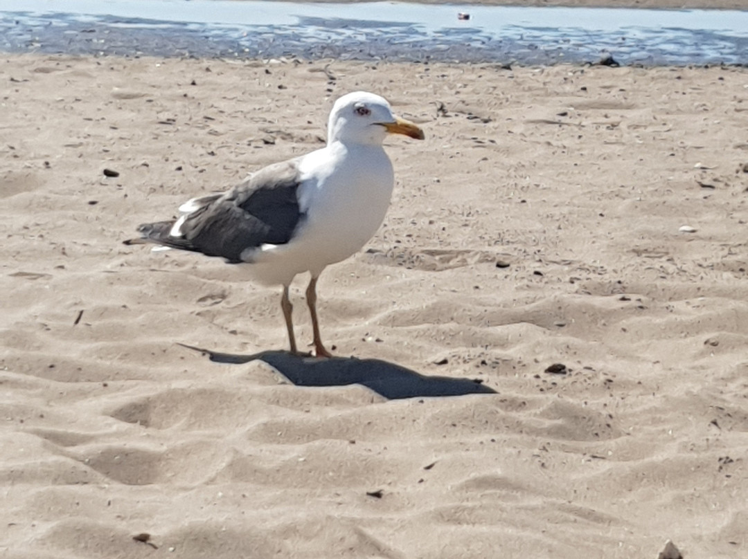 Ayr Beach-艾尔必去景点