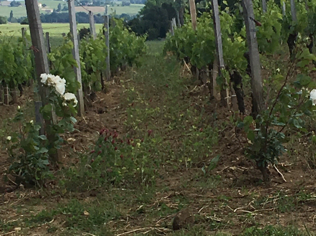 Chateau Franc Grace-Dieu主图