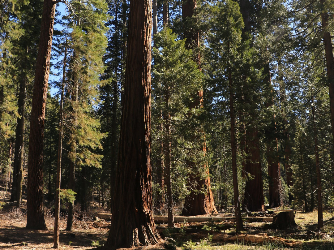 Big Tree Trail-优胜美地国家公园必去景点