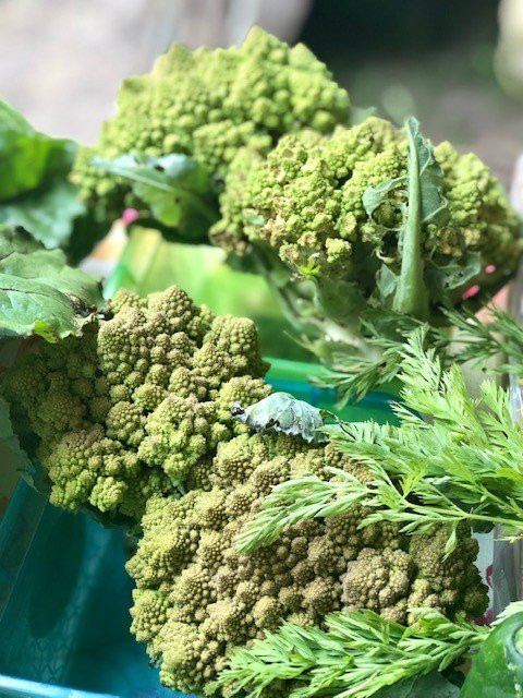 Abita Springs Art & Farmers Market-Abita Springs必去景点