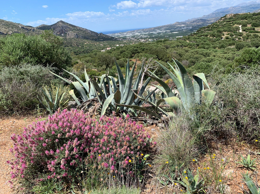 Flowers of Crete-Elounda必去景点