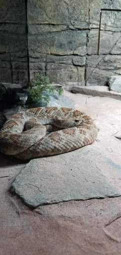 Reptile Lagoon景点图片