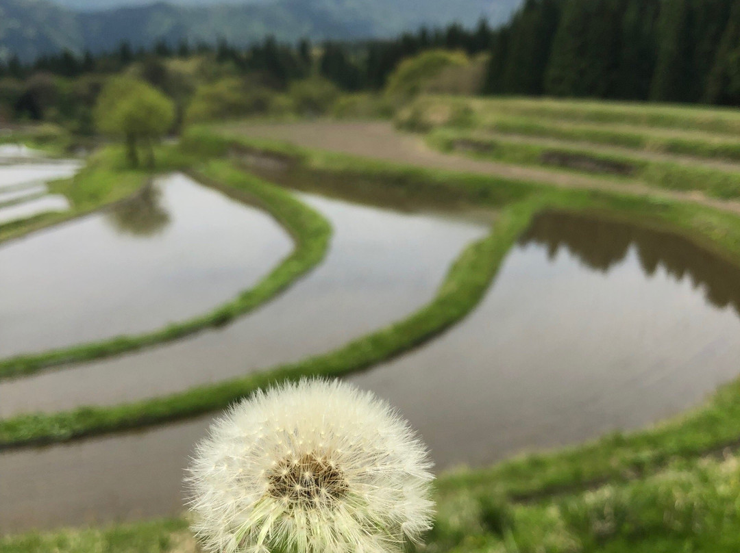 Terrace Rice Field-养父市必去景点