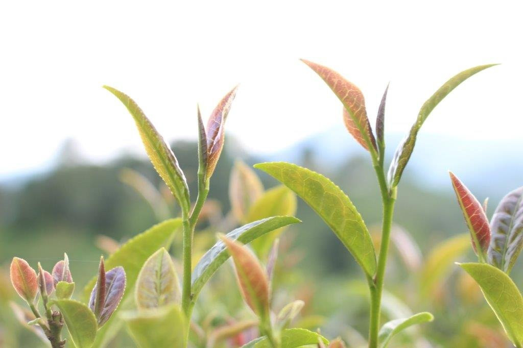 Tea Garden景点图片