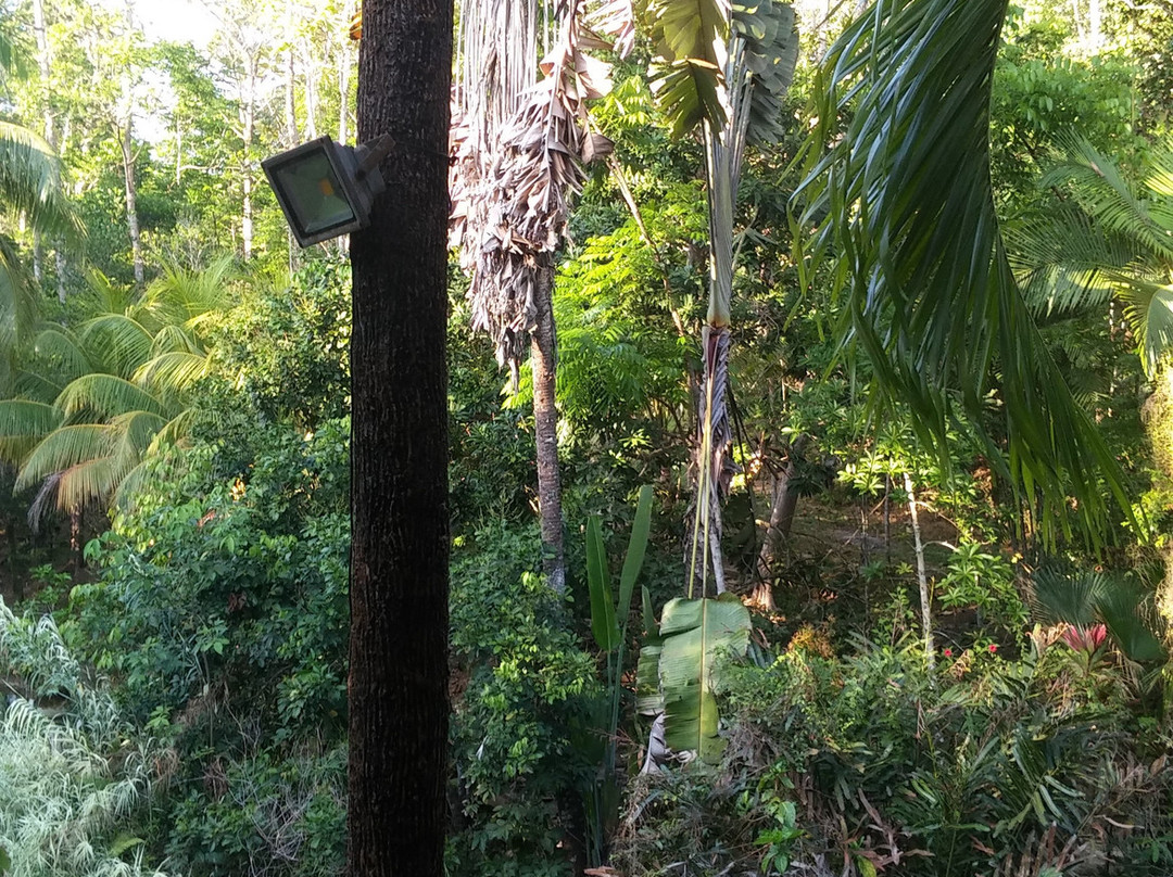 西必洛森林度假村主图