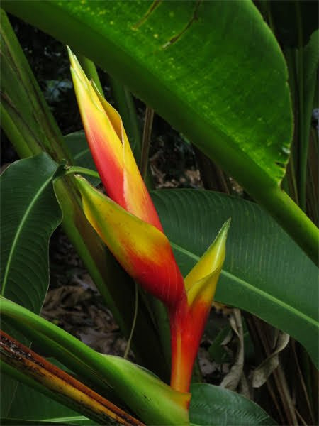 Halawa Tropical Flower Farm-考纳卡卡伊必去景点