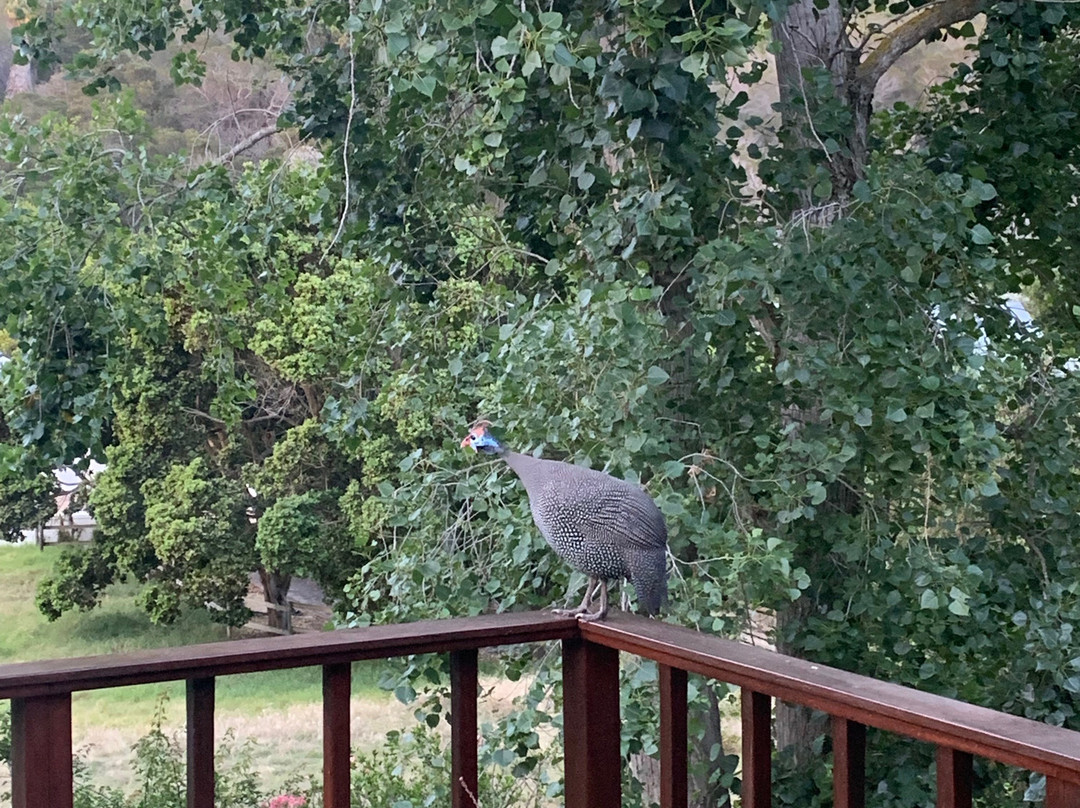 Robin's Nest Guest House主图