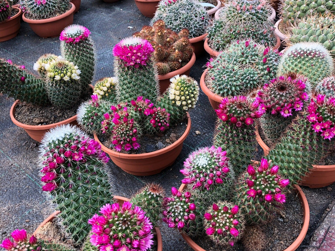 Cactusmania Di Manera Bruno景点图片