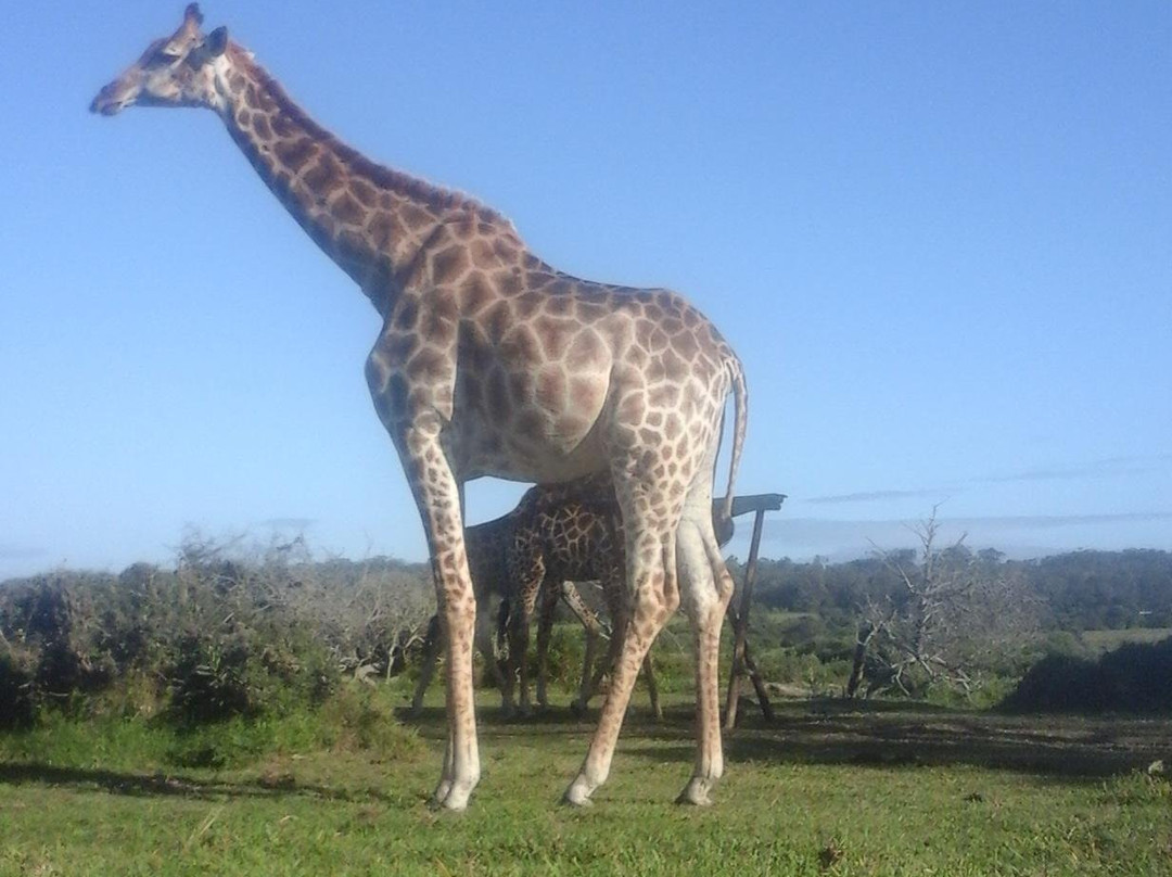 Nqaba Township And Safari Tours景点图片