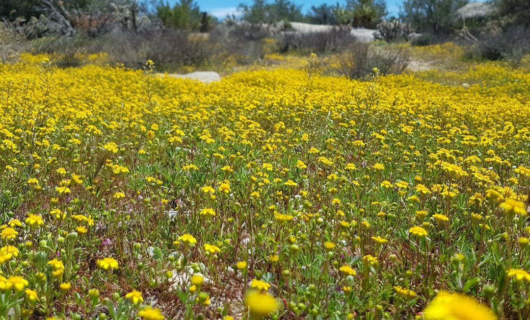 Zona Arqueologico de Vallecitos-Tecate必去景点