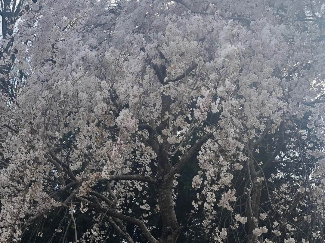 Okuyamada Weeping Sakura-冈崎市必去景点