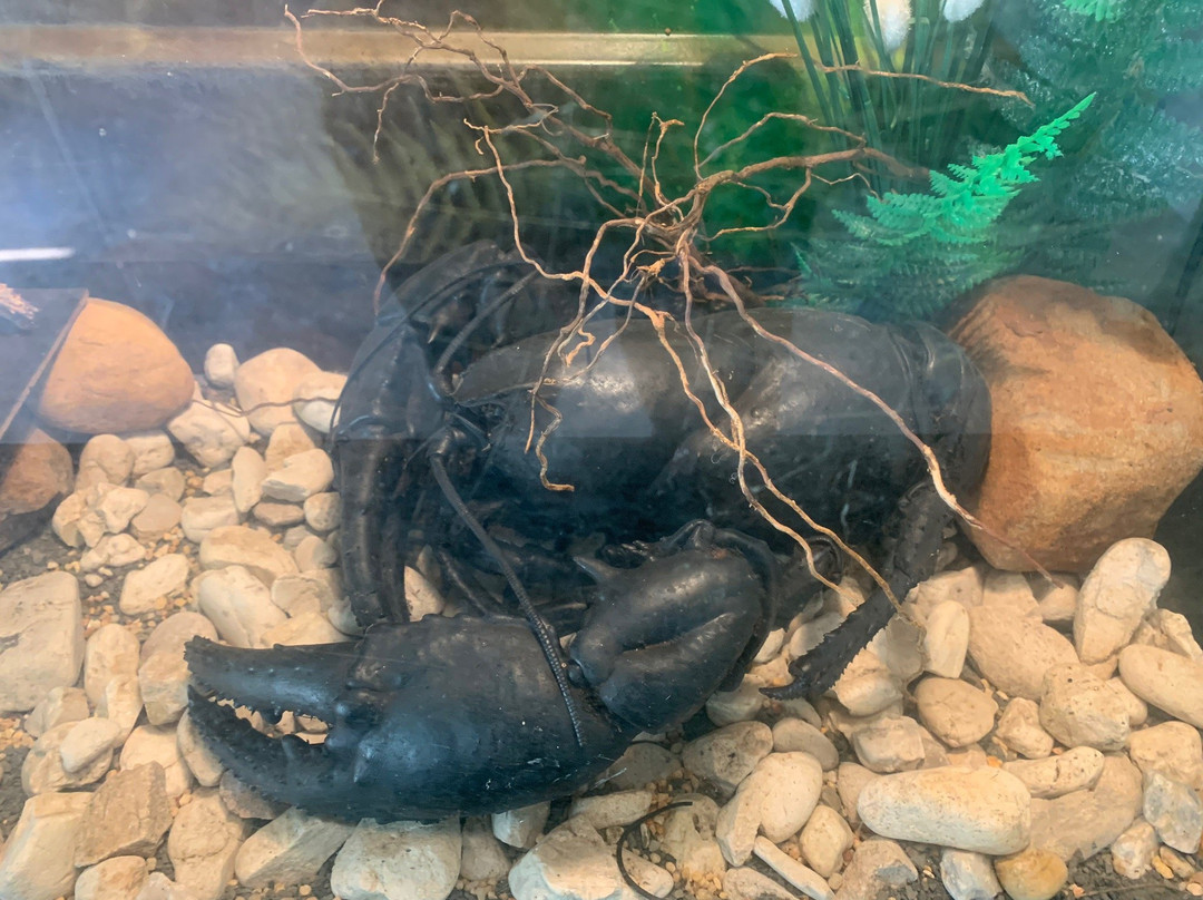 Lobster Ponds景点图片