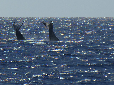Boss Frog's Dive & Surf - Ma'alaea Harbor Shops-怀露库必去景点