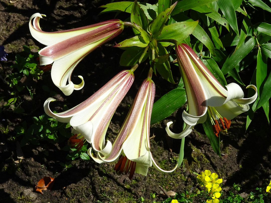 Botanische Tuin Kerkrade景点图片