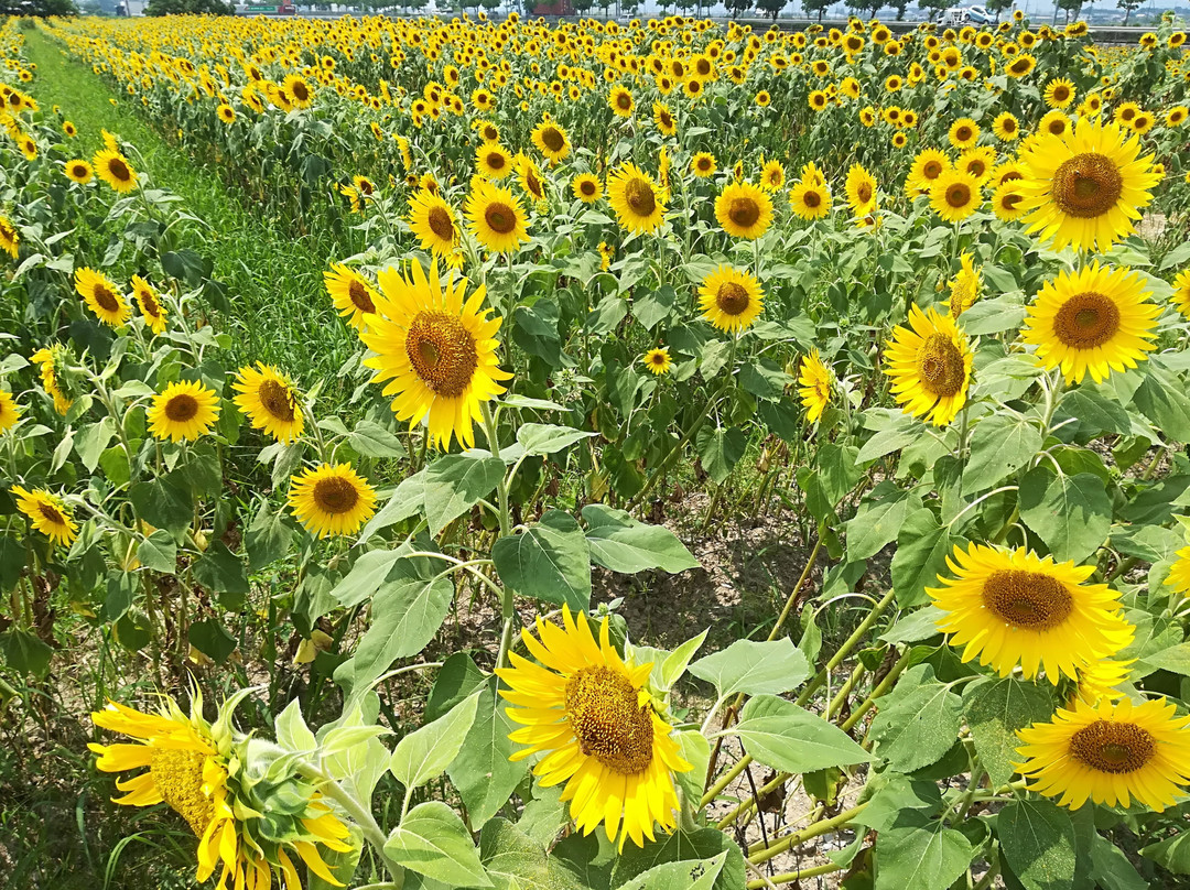 Sunflower Hill Park-小野市必去景点