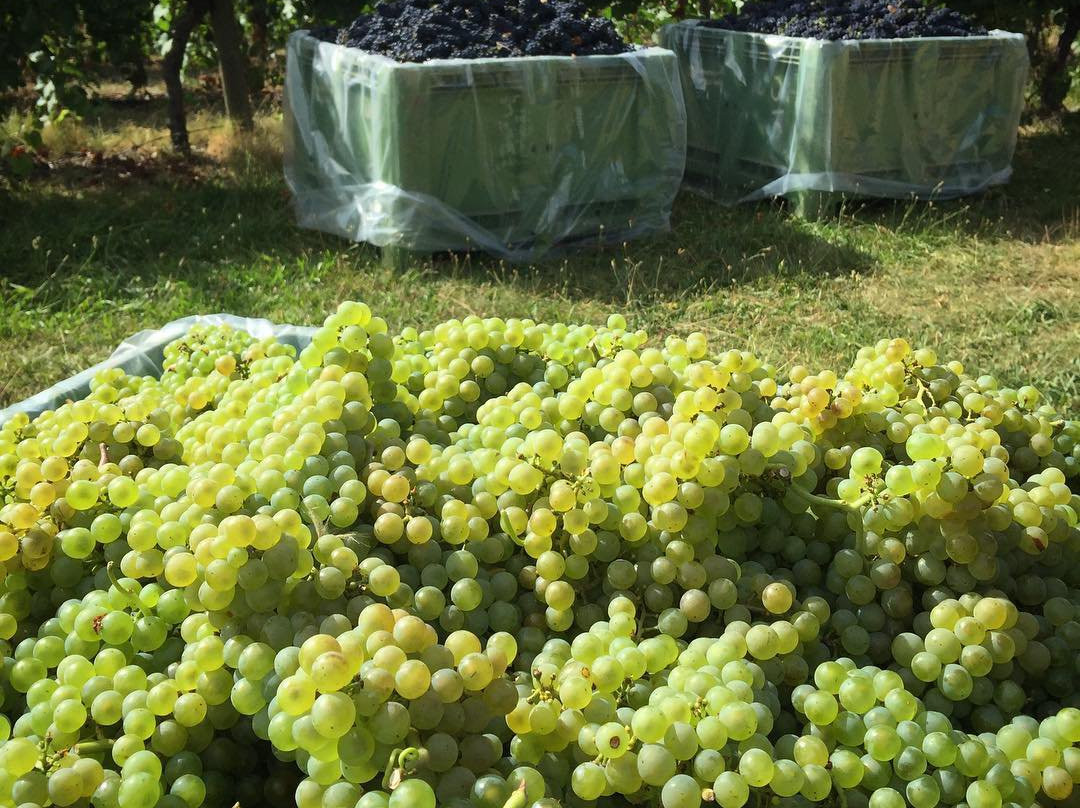 Johansen Wines景点图片