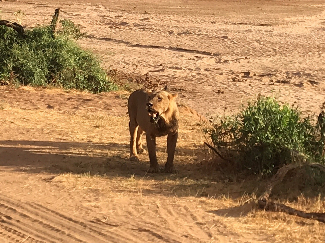 Kalama Community Conservancy-Samburu District必去景点