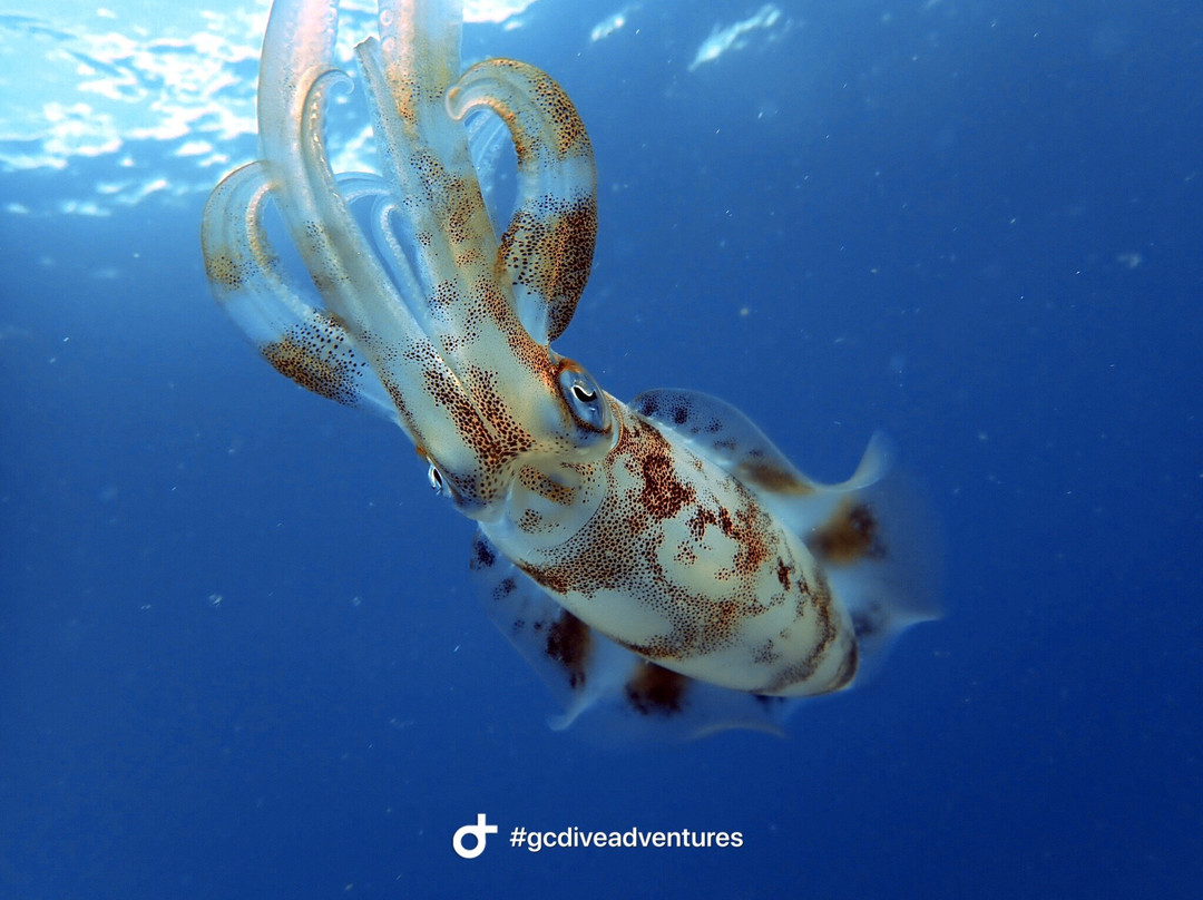 Gold Coast Dive Adventures景点图片