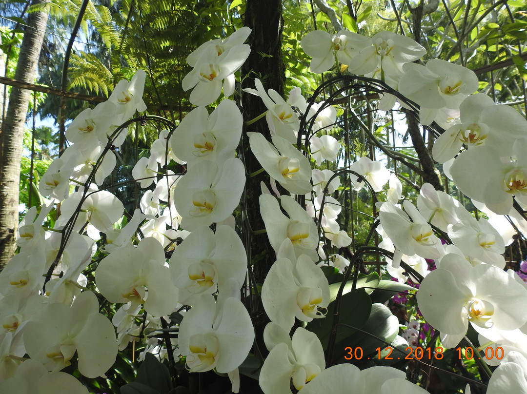 National Orchid Garden-莫尔兹比港必去景点