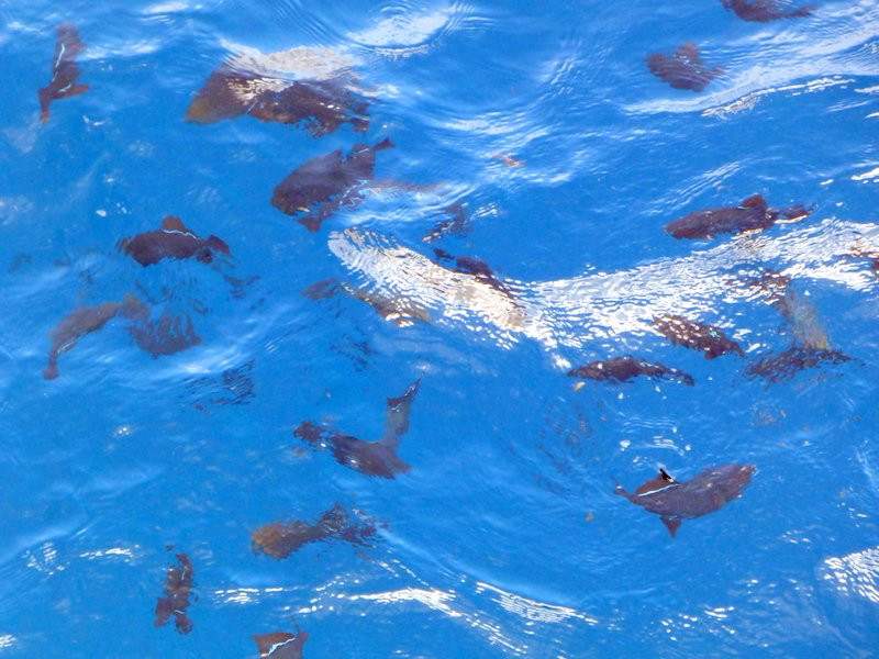 Hannays Beach-Georgetown必去景点