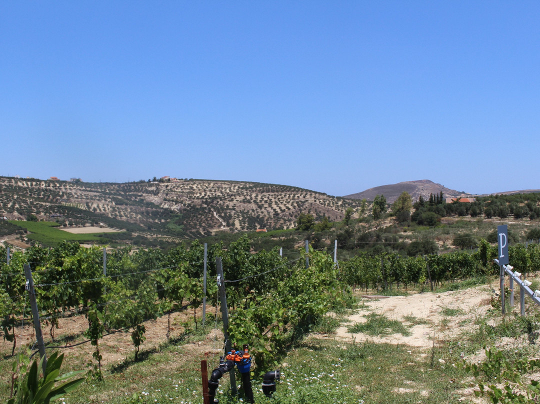 Scalarea Estate (Boutari Winery Crete)景点图片