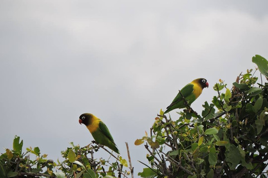 Flamingo Safari Lodge主图