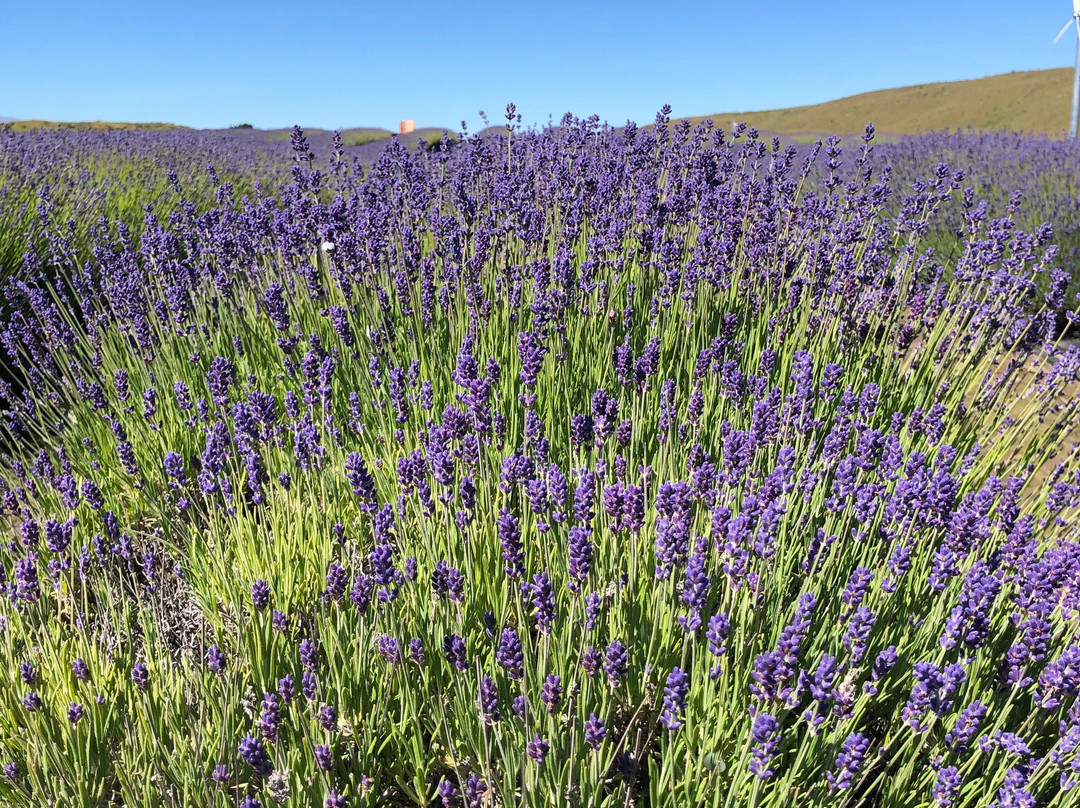 New Zealand Alpine Lavender Farm景点图片