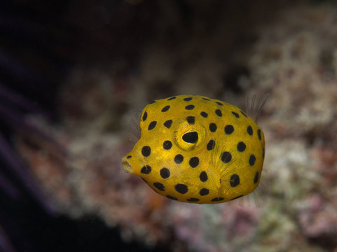 SeaUrchin Diving Center-弗力克昂弗雷克必去景点