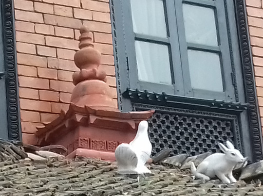 纳加尔果德阳光酒店主图