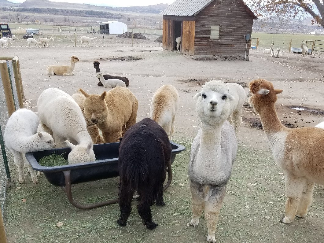 Sopris Alpaca Farm & Boutique-Silt必去景点