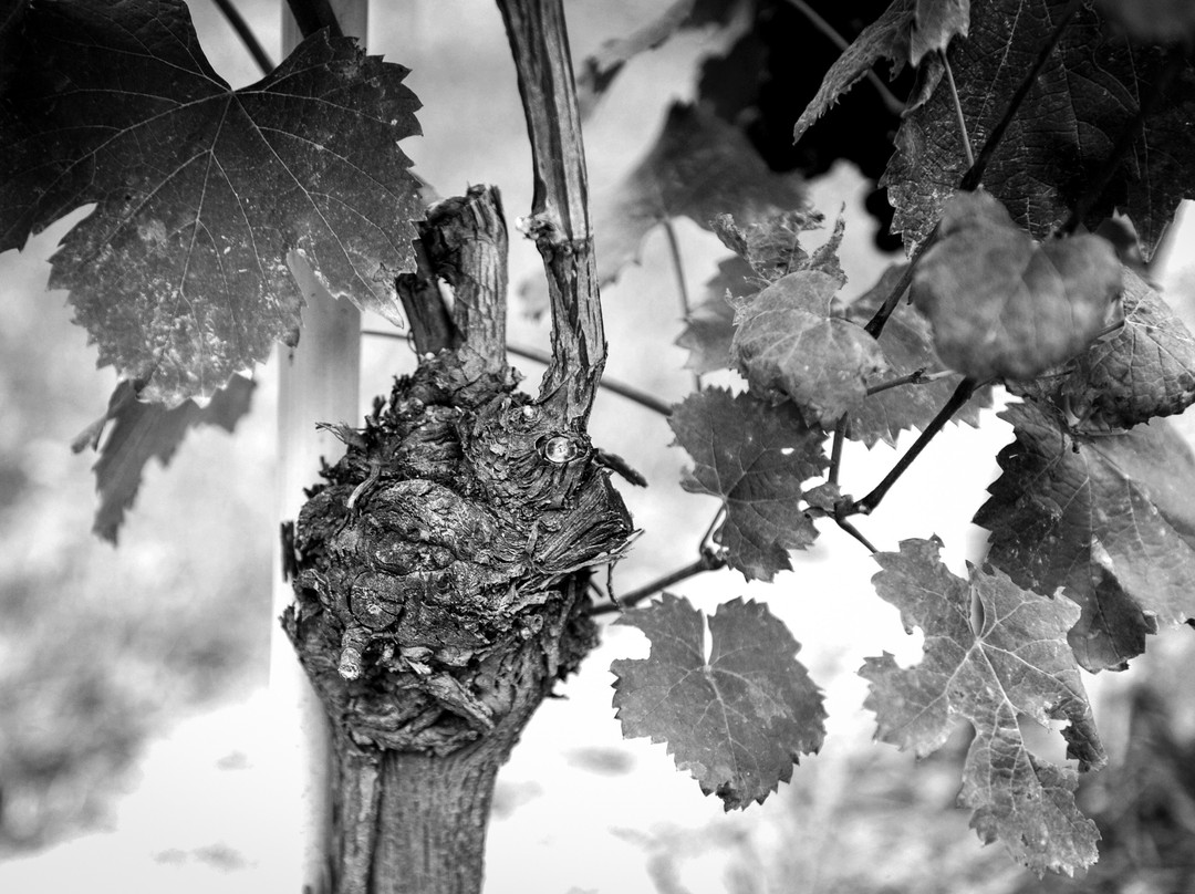 Poderi Vaiot-Monta必去景点